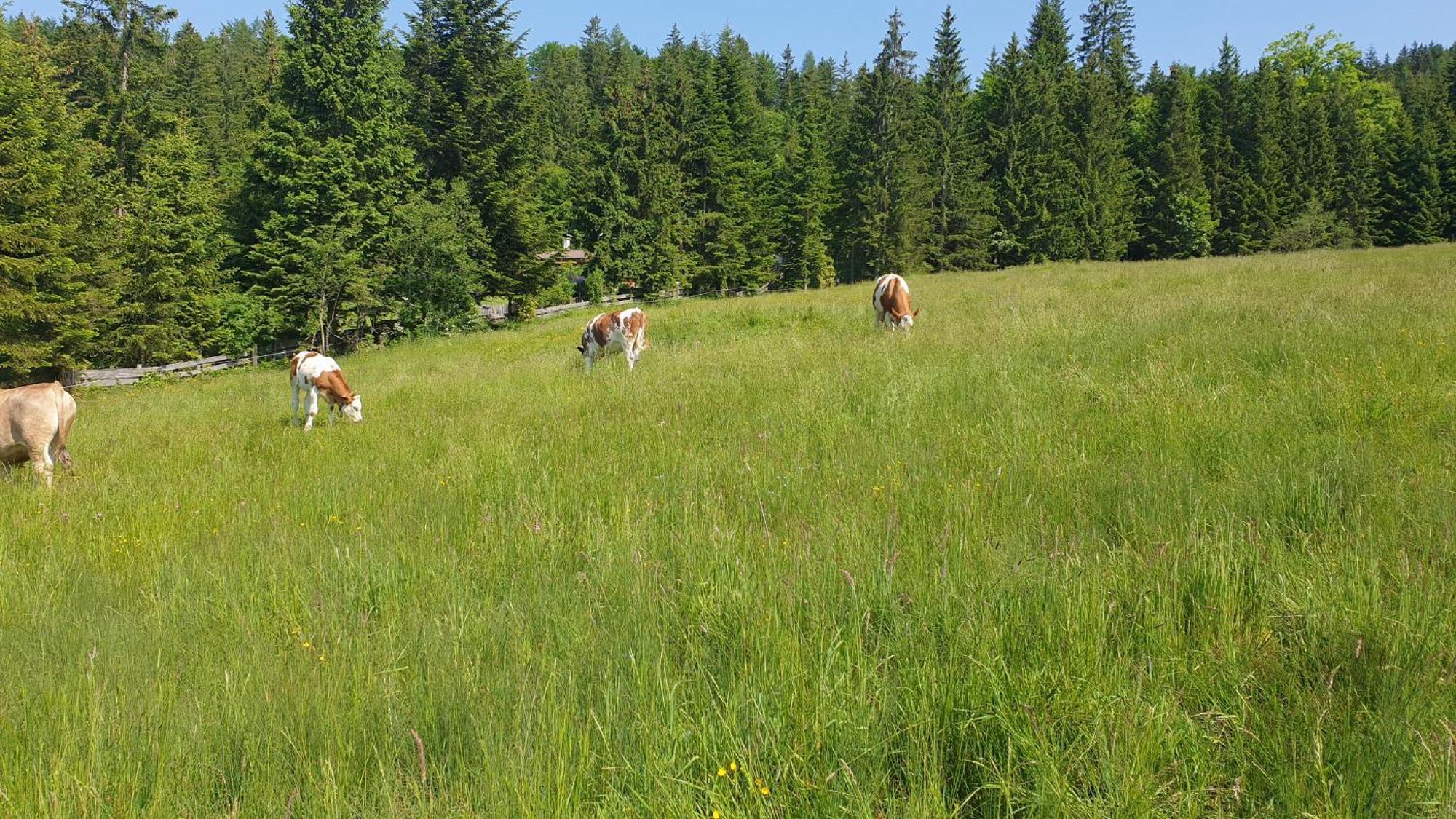 Haus Alpenblick Apartman Obertraun Kültér fotó